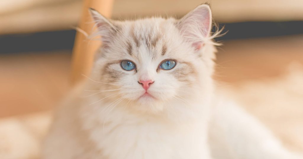 Blue-eyed kitten with fluffy fur staring calmly