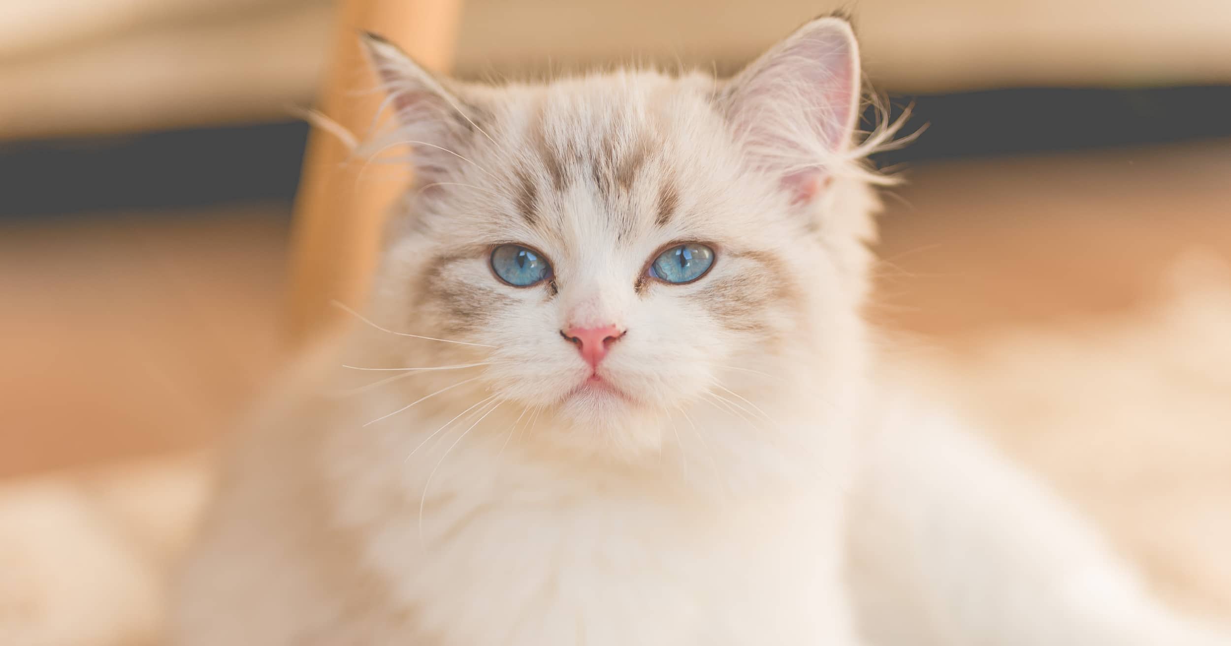 Blue-eyed kitten with fluffy fur staring calmly
